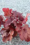 Heuchera 'Fire Alarm' - Keijunkukat - 105083 - 1