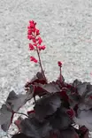 Heuchera hybr. 'Black Forest Cake' - Keijunkukat - 104883 - 1