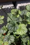 Heuchera hybr. 'Green Spice' - Keijunkukat - 101203 - 1