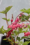 Lamprocapnos spectabilis - Muut perennat - 101213 - 1