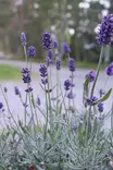 Lavandula angustifolia Cleo-Patio® - Yrtit - 104803 - 1
