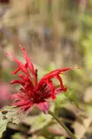 Monarda didyma 'Cambridge Scarlet' - Muut perennat - 101313 - 1