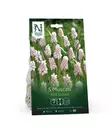 Muscari 'Pink Sunrise' sipulipussi - Kukansipulit ja -mukulat - 105053 - 1