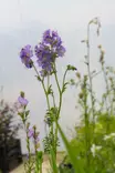 Polemonium caeruleum - Muut perennat - 101233 - 1