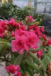Rhododendron 'Double Kiss' - Alppiruusut - 100223 - 1