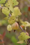 Ribes uva-crispa 'Captivator' - Karviaispensaat - 102993 - 1