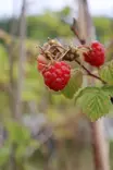 Rubus idaeus 'Polka' - Vadelmapensaat - 100713 - 1