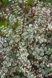 Symphoricarpos x chenaultii 'RANT02' - Muut koristepensaat - 104733 - 1