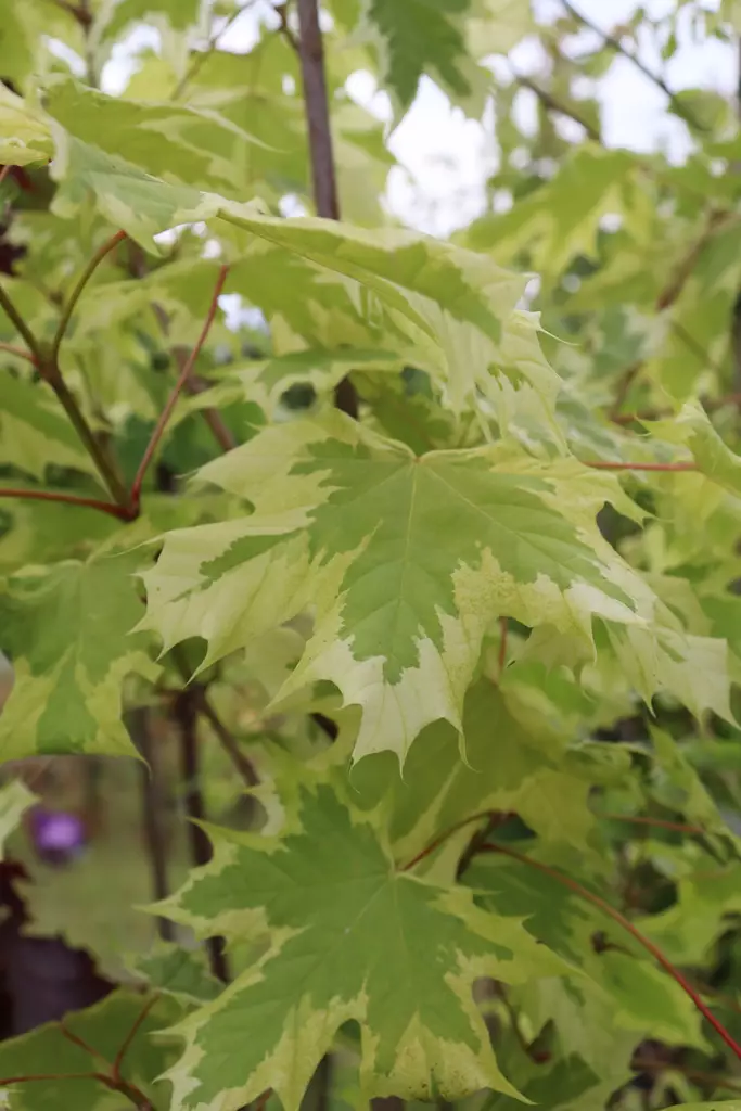 Acer platanoides 'Drummondii' - Vaahterat - 100283 - 1