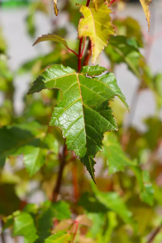 Acer tataricum 'Ginnala' - Muut koristepensaat - 100003 - 1