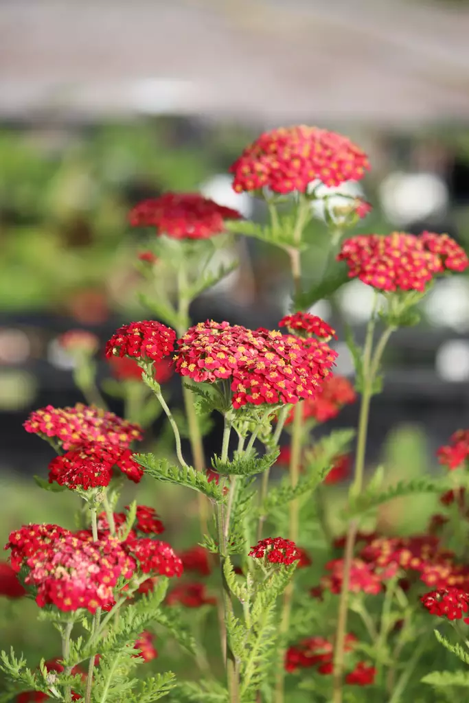 Achillea millefolium 'Paprika' - Muut perennat - 104943 - 1