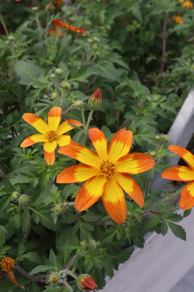 Bidens ferulifolia - Muut kesäkukat - 101573 - 1