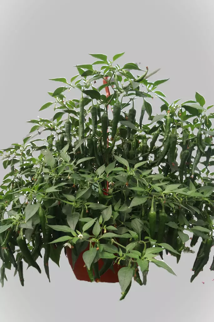 Capsicum annuum - Chilin ja paprikan taimet - 103313 - 1