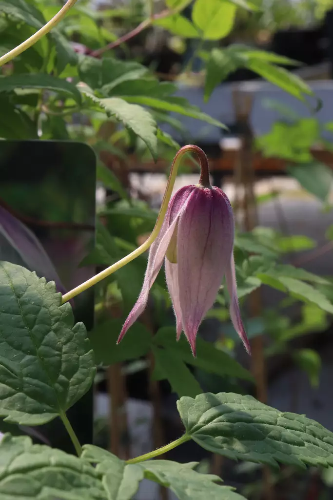 Clematis alpina 'Willy' - Kärhöt - 104213 - 1
