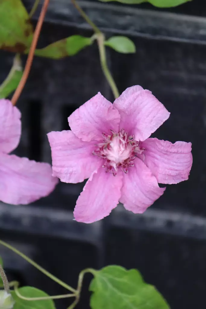 Clematis patens 'Multi Pink' - Kärhöt - 104233 - 1