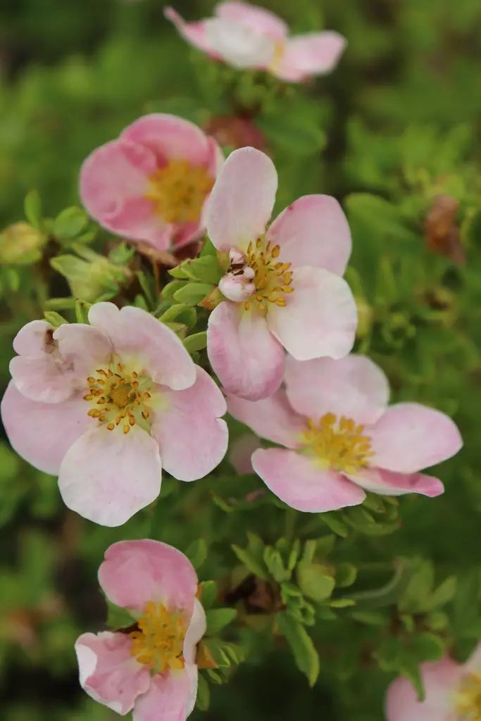 Dasiphora fruticosa 'New Dawn' - Hanhikit - 104933 - 1
