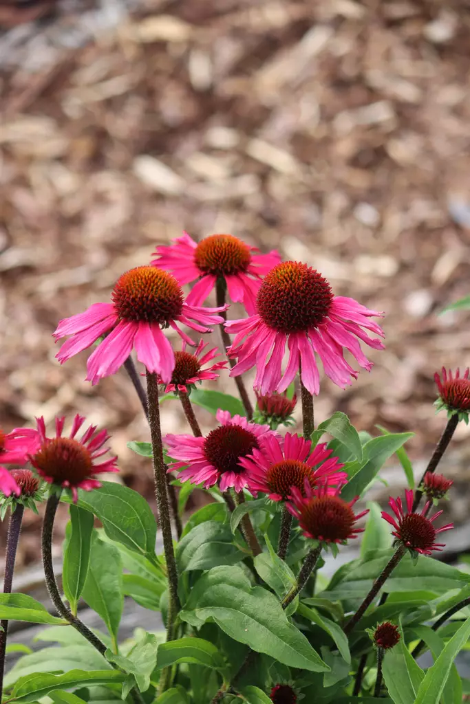 Echinacea purpurea 'Sensation Pink'' - Muut perennat - 104903 - 1