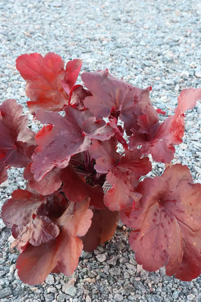 Heuchera 'Fire Alarm' - Keijunkukat - 105083 - 1
