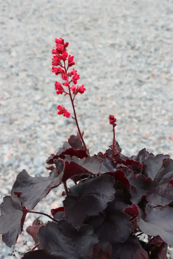 Heuchera hybr. 'Black Forest Cake' - Keijunkukat - 104883 - 1