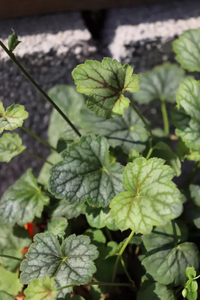 Heuchera hybr. 'Green Spice' - Keijunkukat - 101203 - 1