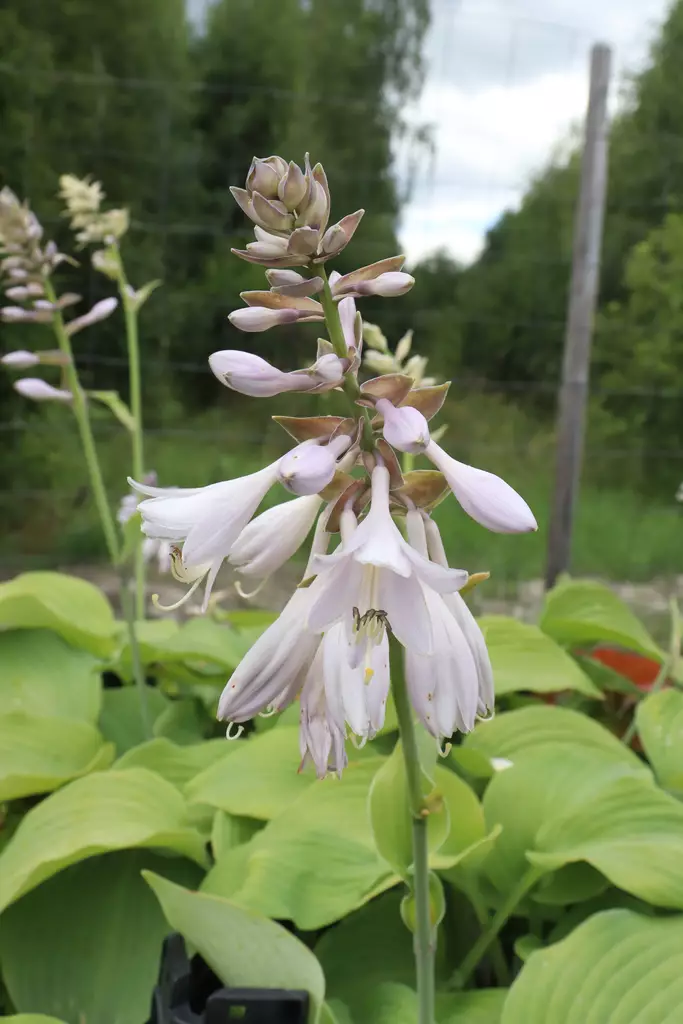 Hosta 'Blue Angel' - Kuunliljat - 104923 - 1