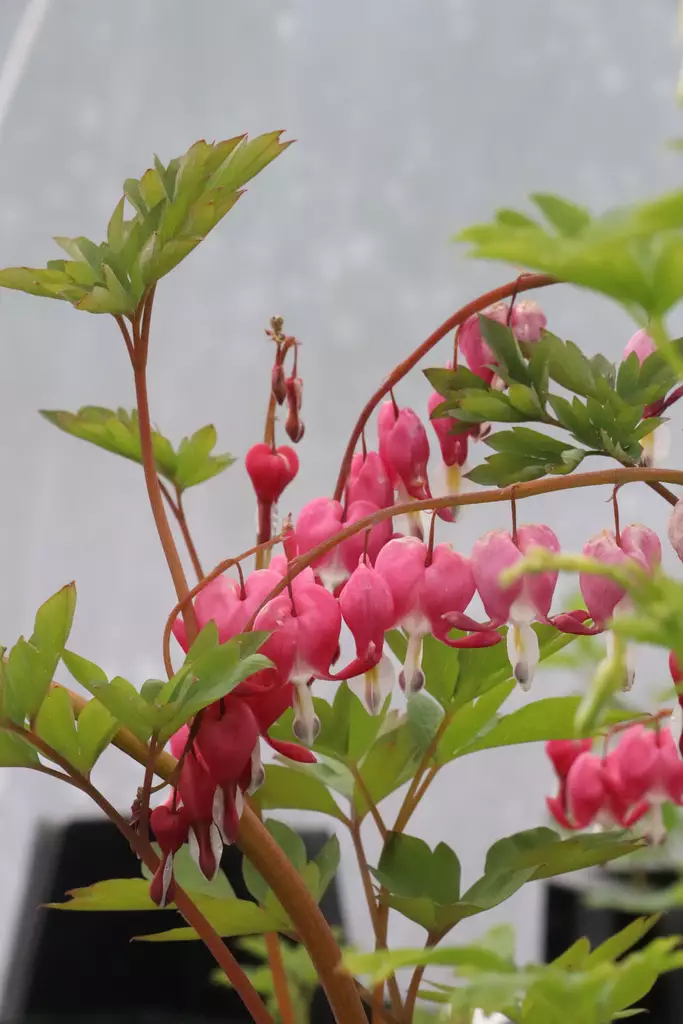 Lamprocapnos spectabilis - Muut perennat - 101213 - 1