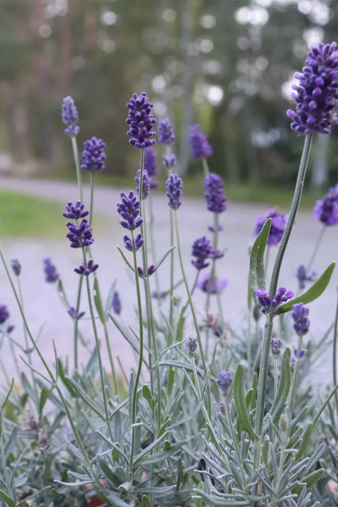 Lavandula angustifolia Cleo-Patio® - Yrtit - 104803 - 1
