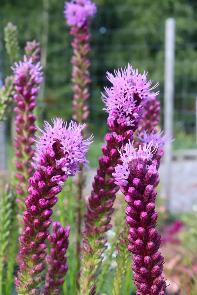 Liatris spicata 'Floristan Violet' - Muut perennat - 104333 - 1