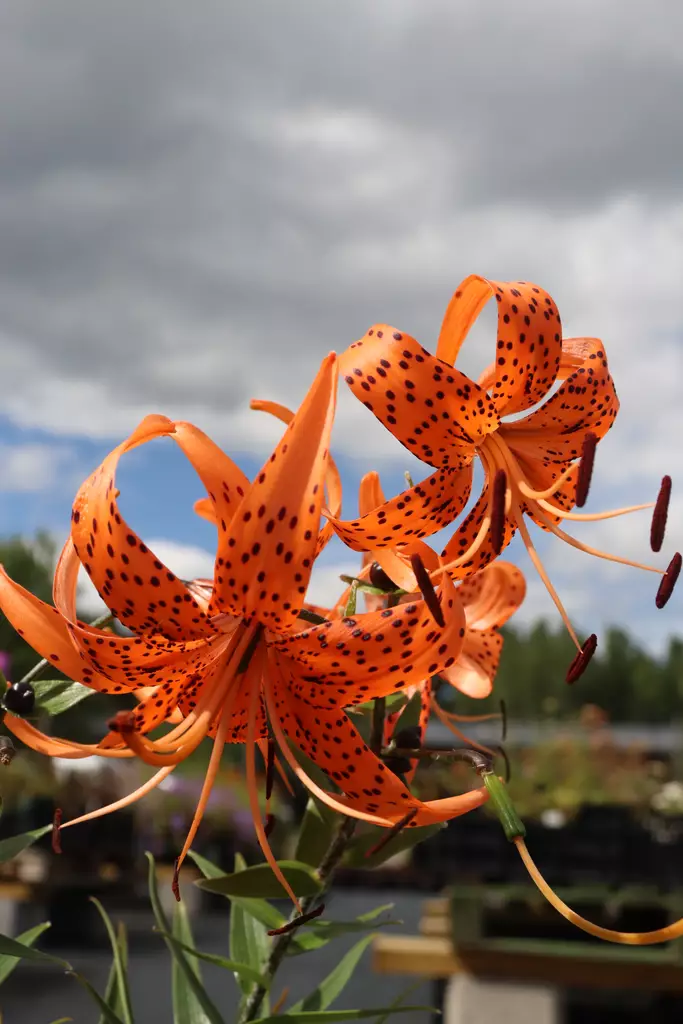 Lilium lancifolium - Muut perennat - 101423 - 1