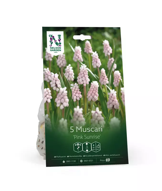 Muscari 'Pink Sunrise' sipulipussi - Kukansipulit ja -mukulat - 105053 - 1