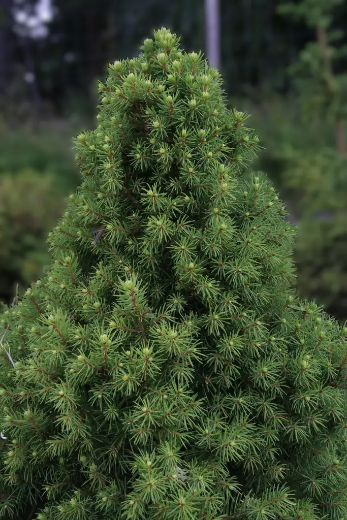 Picea glauca 'Conica' - Kuuset - 100503 - 1