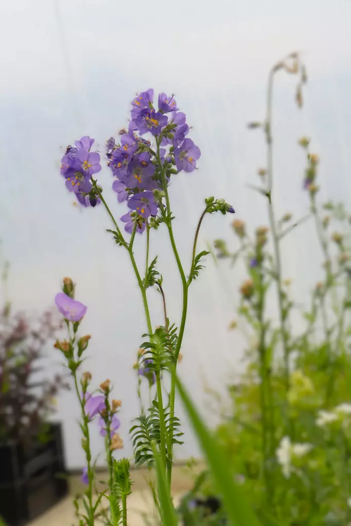 Polemonium caeruleum - Muut perennat - 101233 - 1