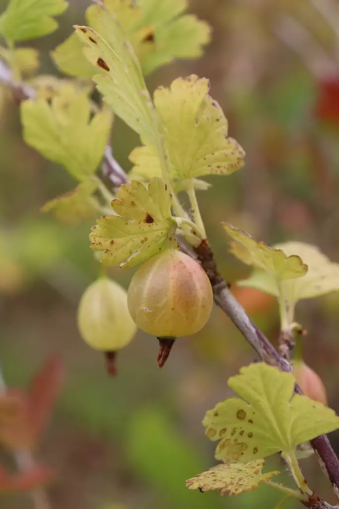 Ribes uva-crispa 'Captivator' - Karviaispensaat - 102993 - 1