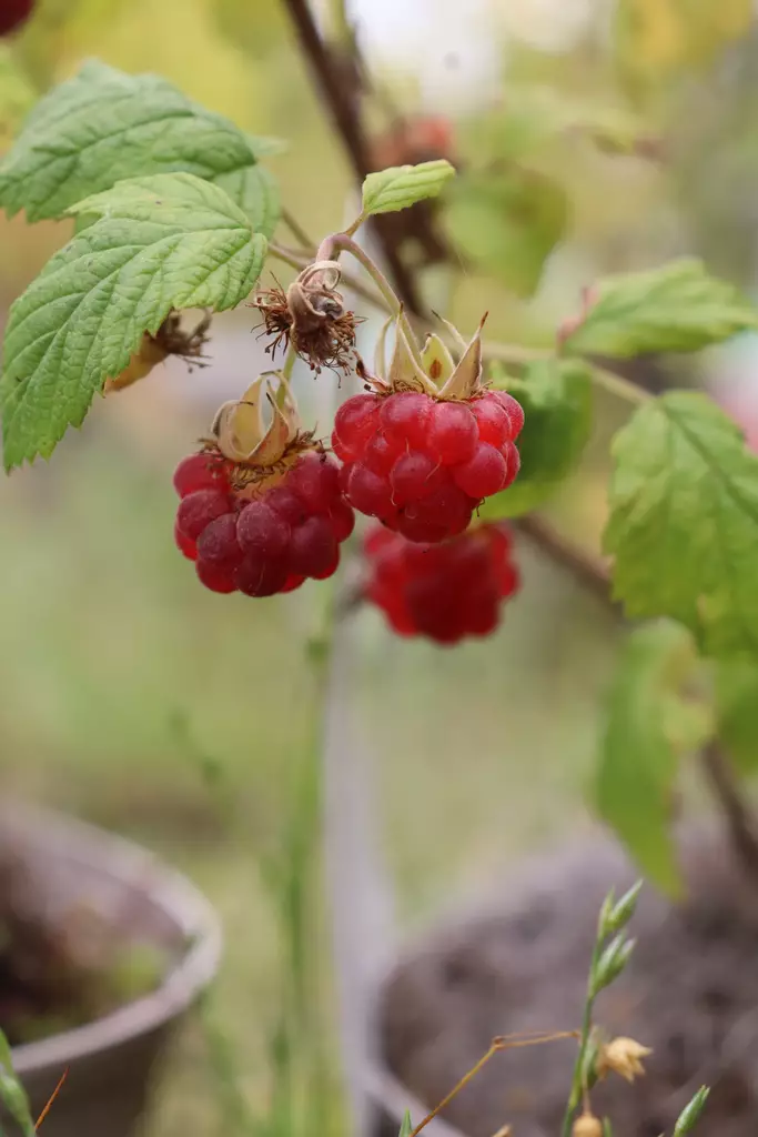 Rubus idaeus 'Jatsi' FinE - Vadelmapensaat - 100703 - 1