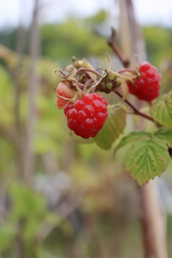Rubus idaeus 'Polka' - Vadelmapensaat - 100713 - 1