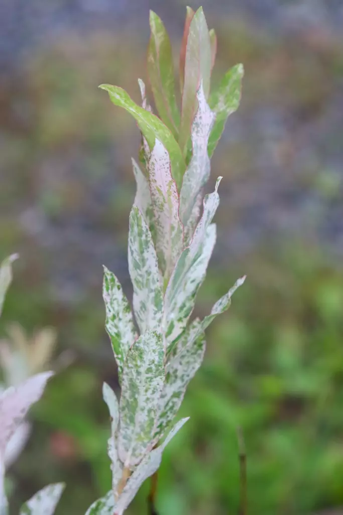 Salix integra 'Hakuro Nishiki' - Muut koristepensaat - 100143 - 1