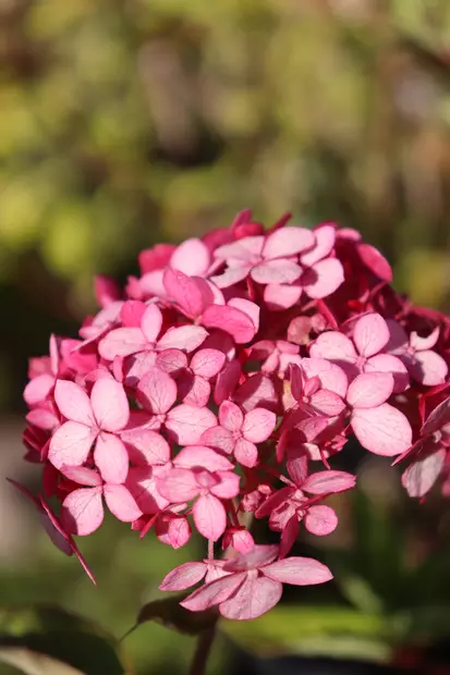 Hydrangea arborescens Ruby Annabelle® - Hortensiat - 100064 - 1