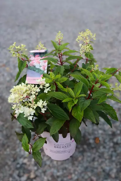 Hydrangea paniculata GROUNDBREAKER Blush - Hortensiat - 105084 - 1