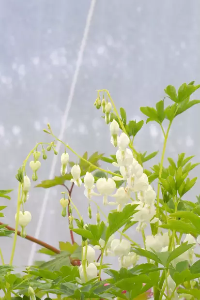 Lamprocapnos spectabilis 'Alba' - Muut perennat - 101214 - 1