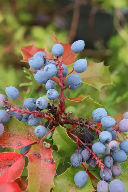Mahonia aquifolium - Muut koristepensaat - 100104 - 2