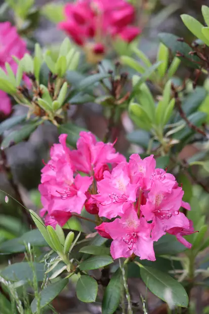 Rhododendron 'Jan III Sobieski' - Alppiruusut - 104754 - 1