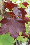 Acer platanoides 'Faassen's Black' - Vaahterat - 103404 - 1
