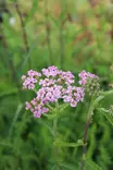 Achillea millefolium 'Colorado' - Muut perennat - 104974 - 1
