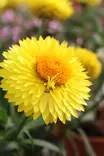 Bracteantha bracteata - Muut kesäkukat - 101574 - 2