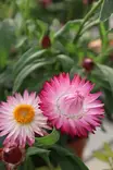 Bracteantha bracteata - Muut kesäkukat - 101574 - 1