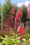 Heuchera hybr. 'Paris' - Keijunkukat - 103834 - 1