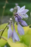 Hosta Tarhaf 'Sum and Substance' - Kuunliljat - 101504 - 1