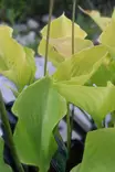 Hosta Tarhaf 'Sum and Substance' - Kuunliljat - 101504 - 2