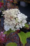Hydrangea paniculata 'LCNO14' - Hortensiat - 104224 - 1