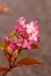 Hydrangea paniculata 'LCNO14' - Hortensiat - 104224 - 2